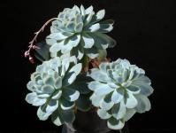 Thumbnail of 2027_Echeveria elegans_20170424_02(1).JPG